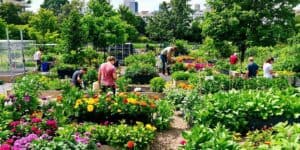 Grünes urbanes Gartenprojekt in Wien mit Blumen und Pflanzen.